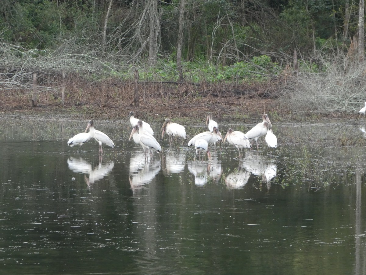 Wood Stork - ML622246787