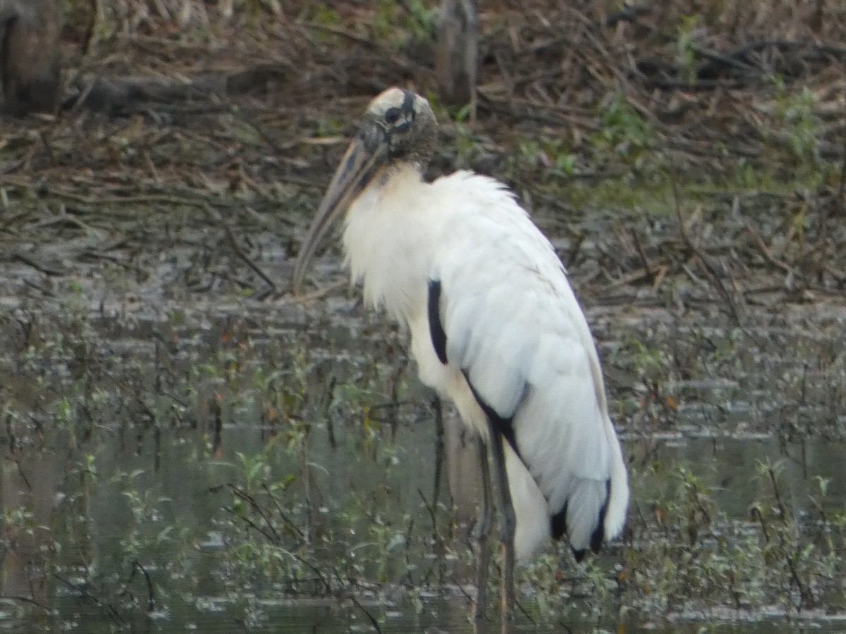 Wood Stork - ML622246794