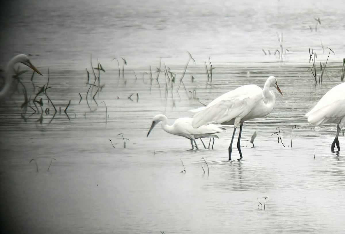 Little Blue Heron - Ryan Jones