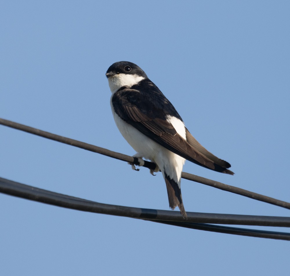 Siberian House-Martin - ML622246910