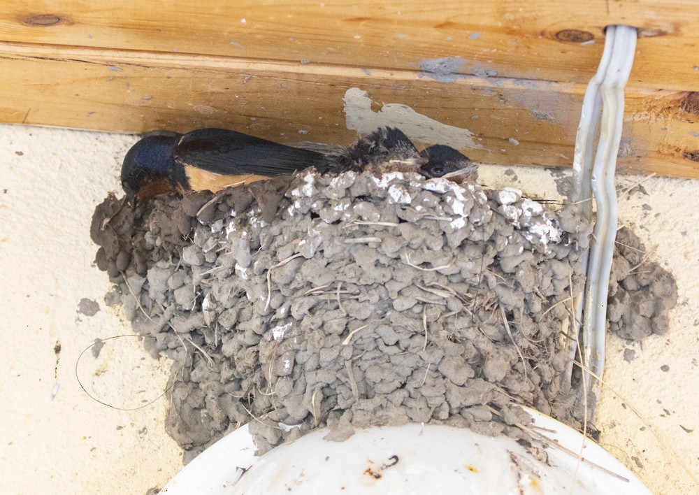 Barn Swallow (Buff-bellied) - Lindy Fung