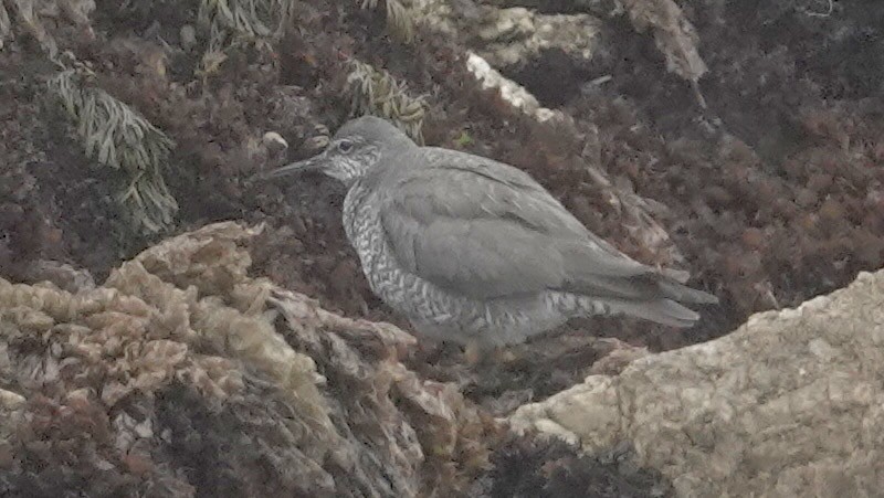 Wandering Tattler - ML622246927