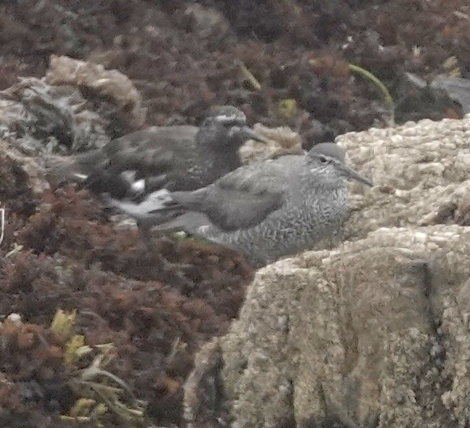 Wandering Tattler - ML622246929