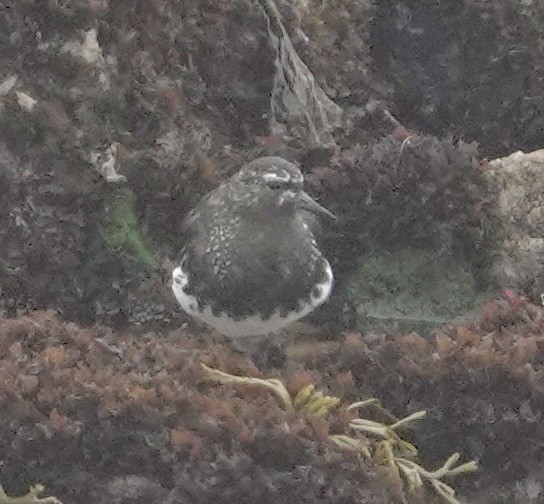 Black Turnstone - ML622246940