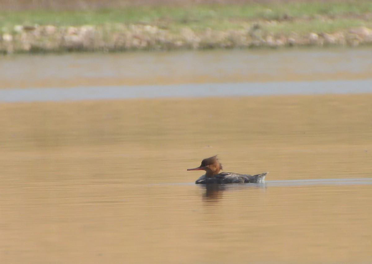 Red-breasted Merganser - ML622246980