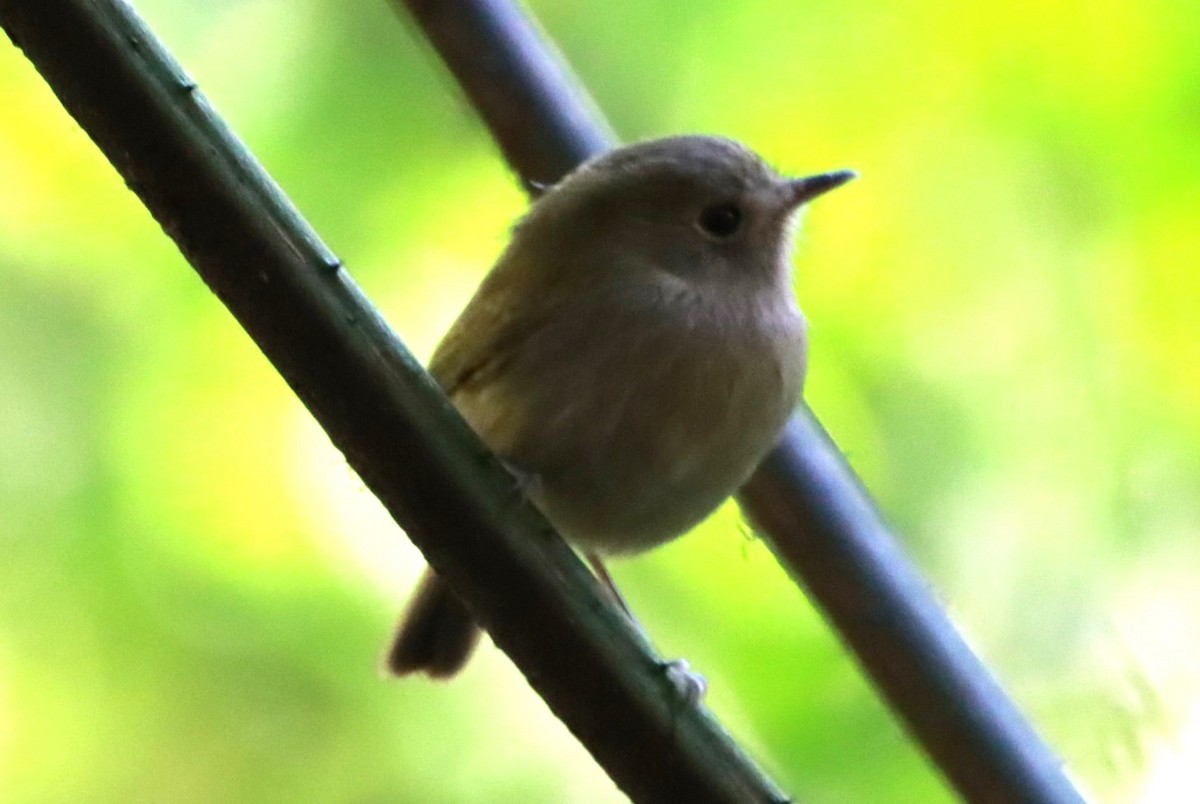 Brown-breasted Pygmy-Tyrant - ML622247065