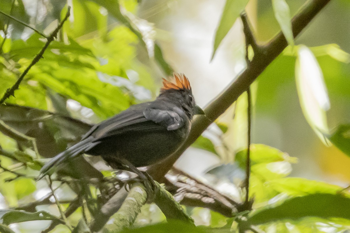 Sooty Ant-Tanager - ML622247154