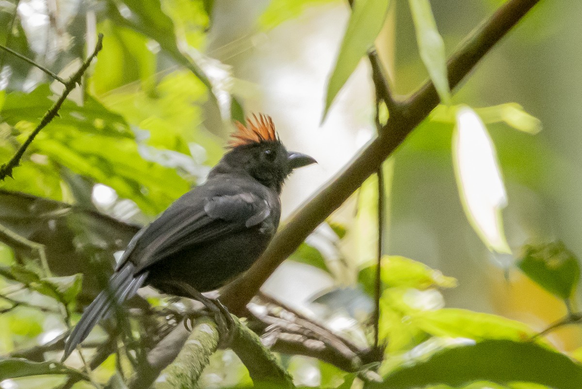 Sooty Ant-Tanager - ML622247157