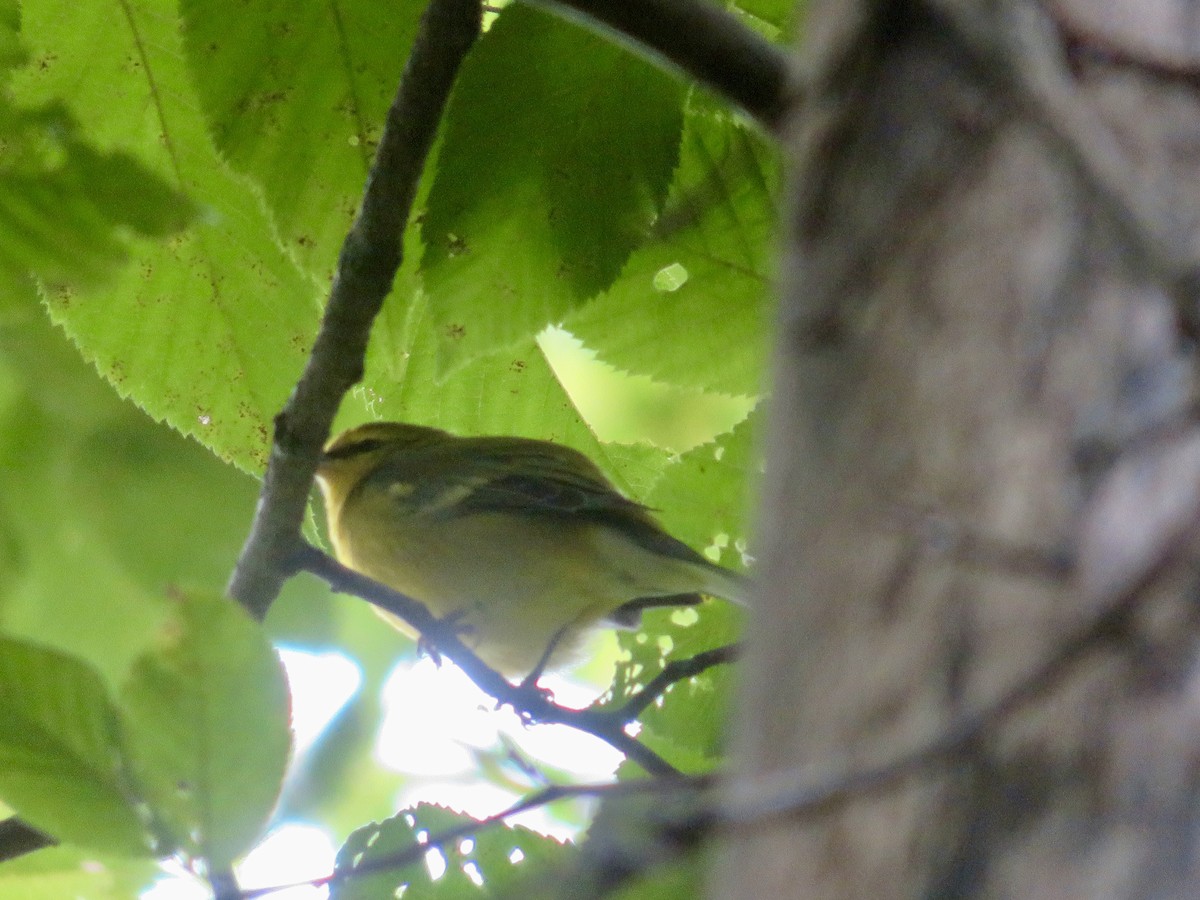 Blue-winged Warbler - ML622247191