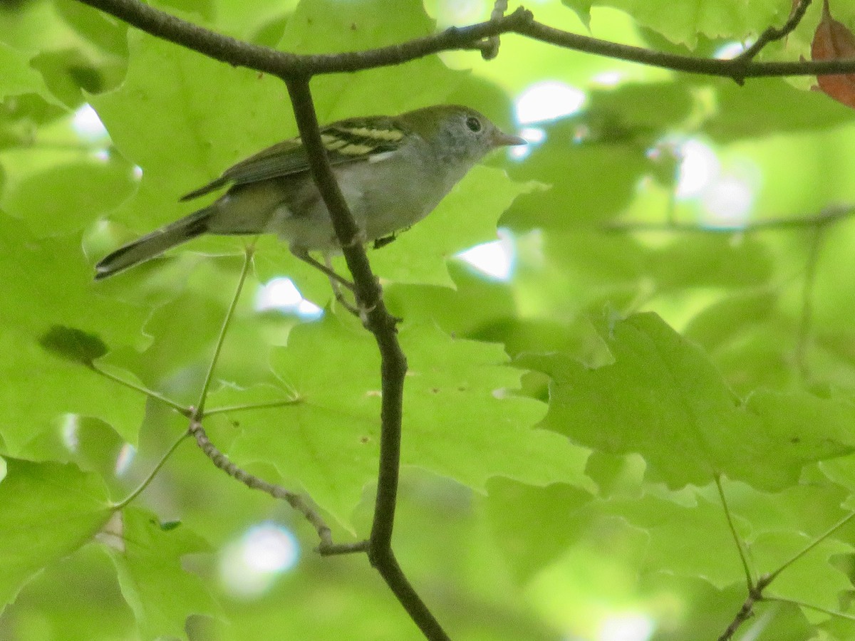 Chestnut-sided Warbler - ML622247195