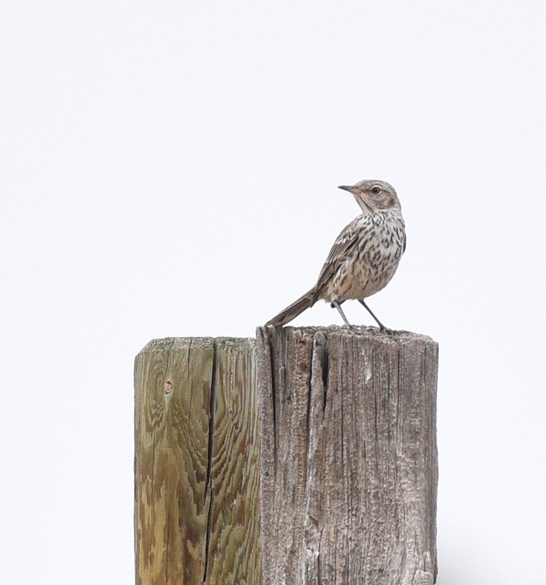 Sage Thrasher - ML622247208