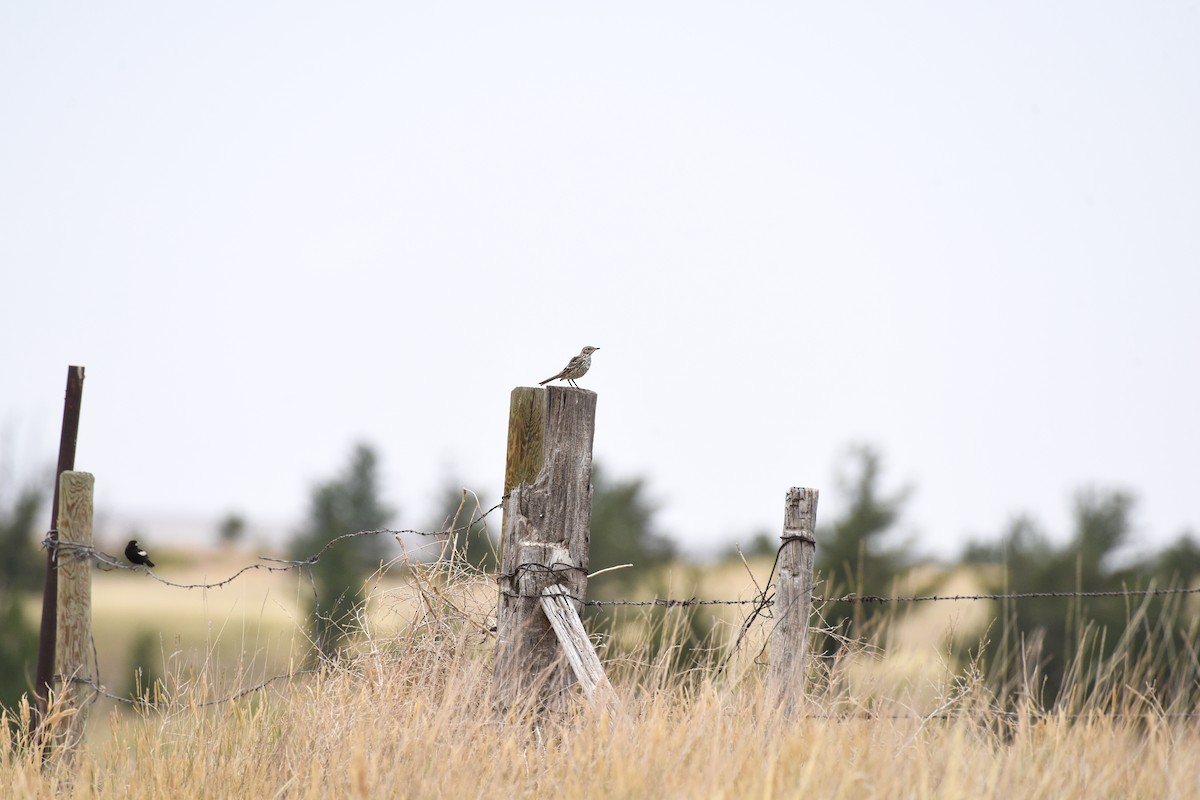 Sage Thrasher - ML622247209