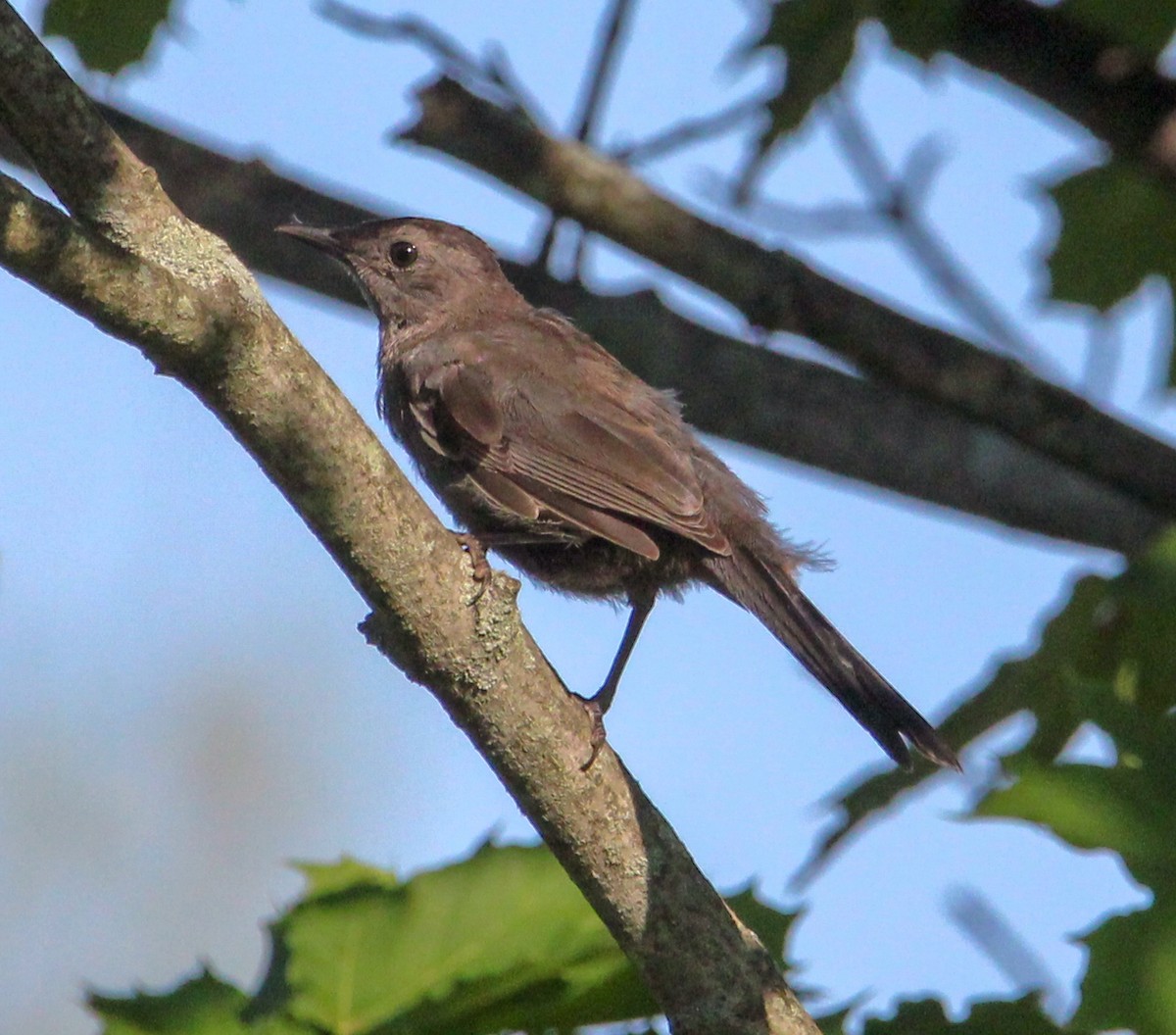 Gray Catbird - ML622247272