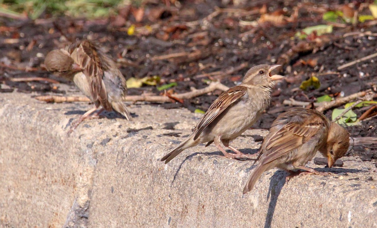 House Sparrow - Jeffrey McCrary