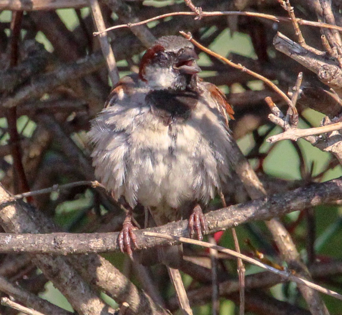 House Sparrow - ML622247288