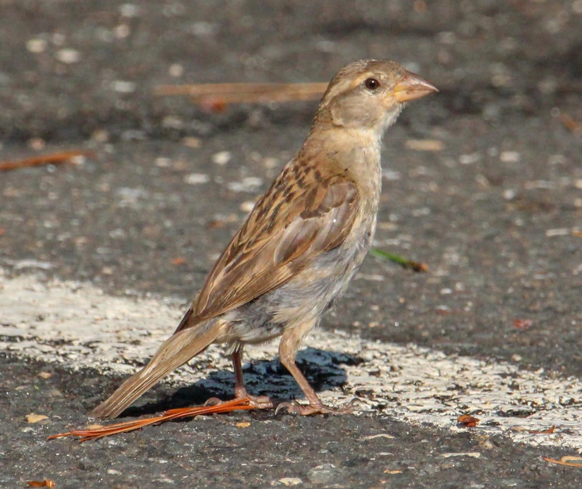 House Sparrow - ML622247289