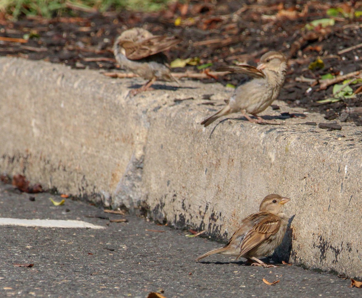 House Sparrow - ML622247293