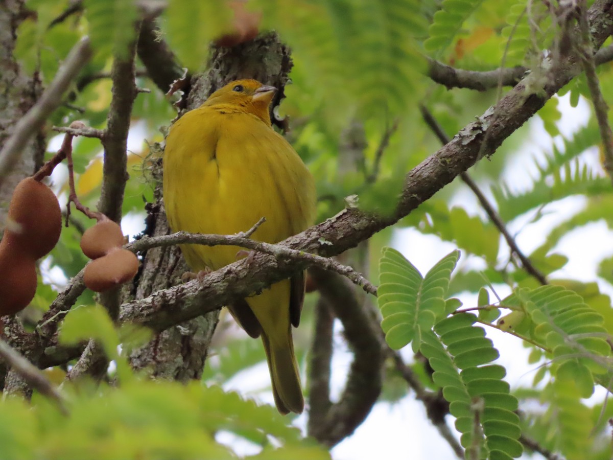 Saffron Finch - ML622247326