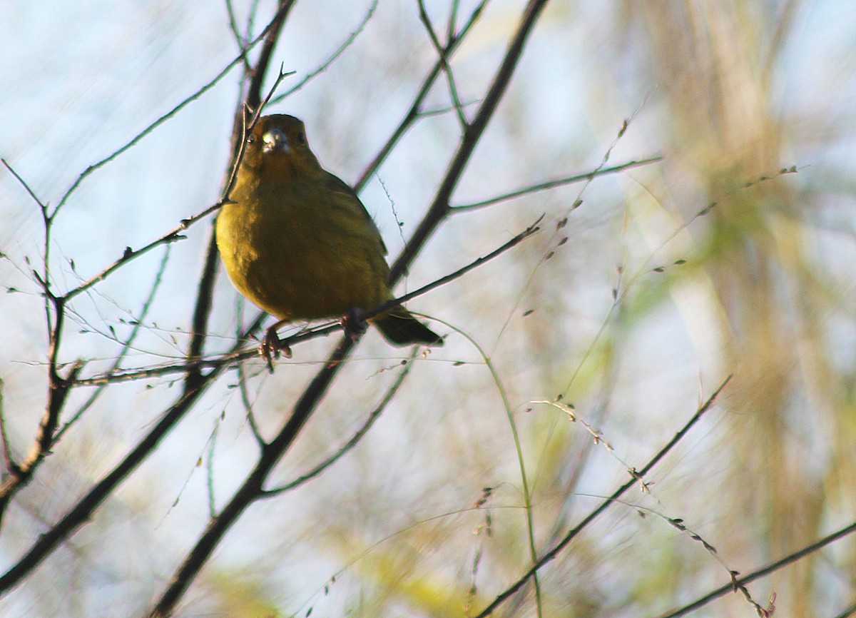 Saffron Finch - ML622247418