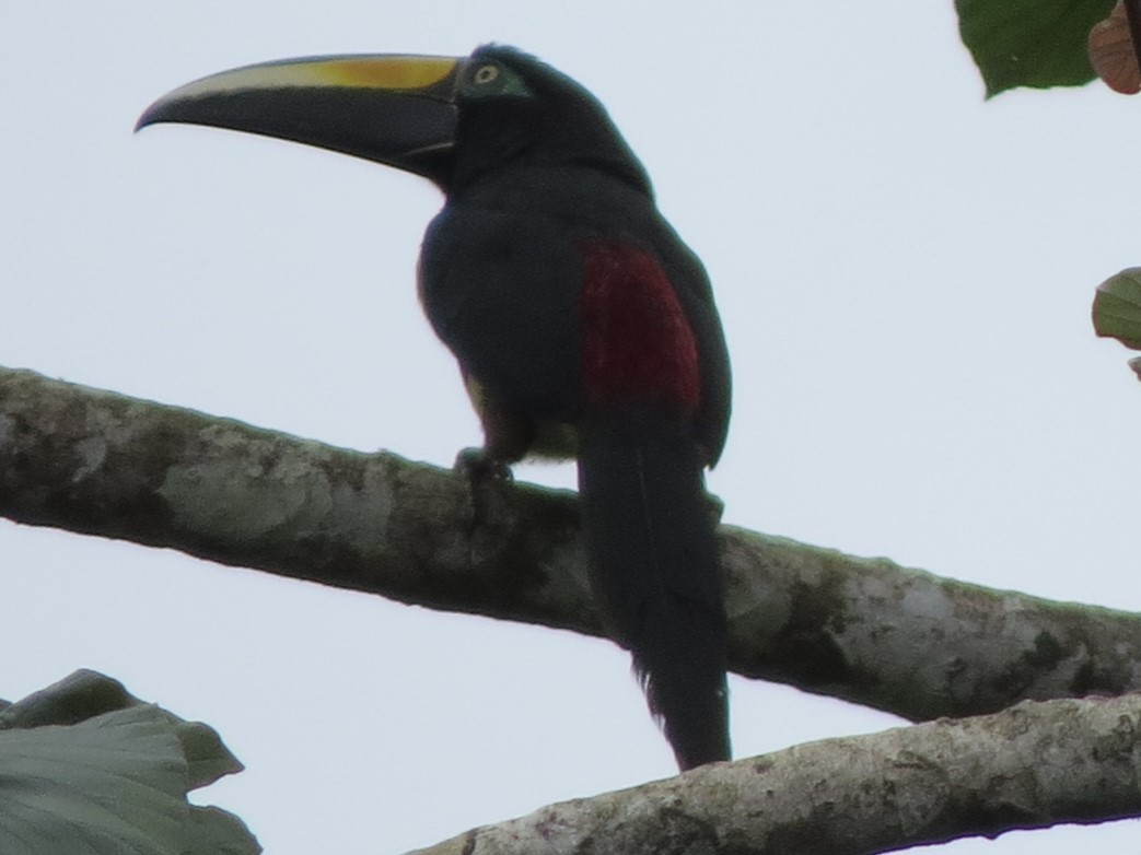 Many-banded Aracari - ML622247428