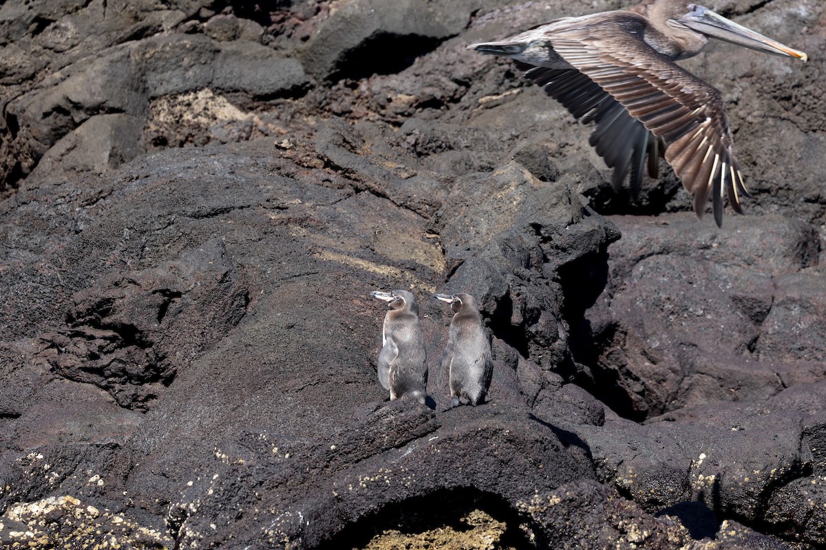 Galapagos Penguin - ML622247433