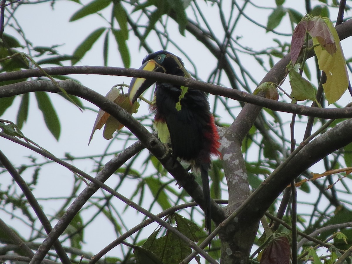 Many-banded Aracari - ML622247445