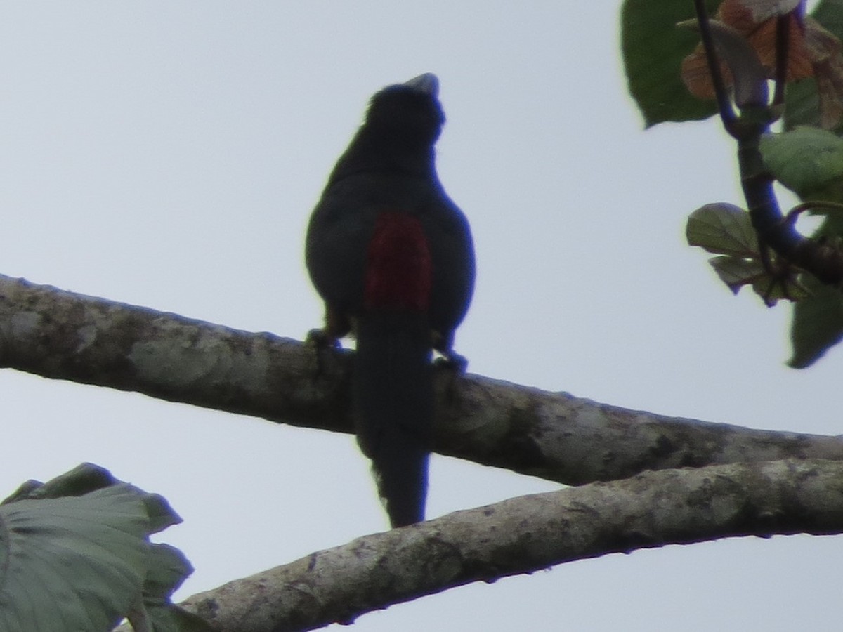 Many-banded Aracari - ML622247460