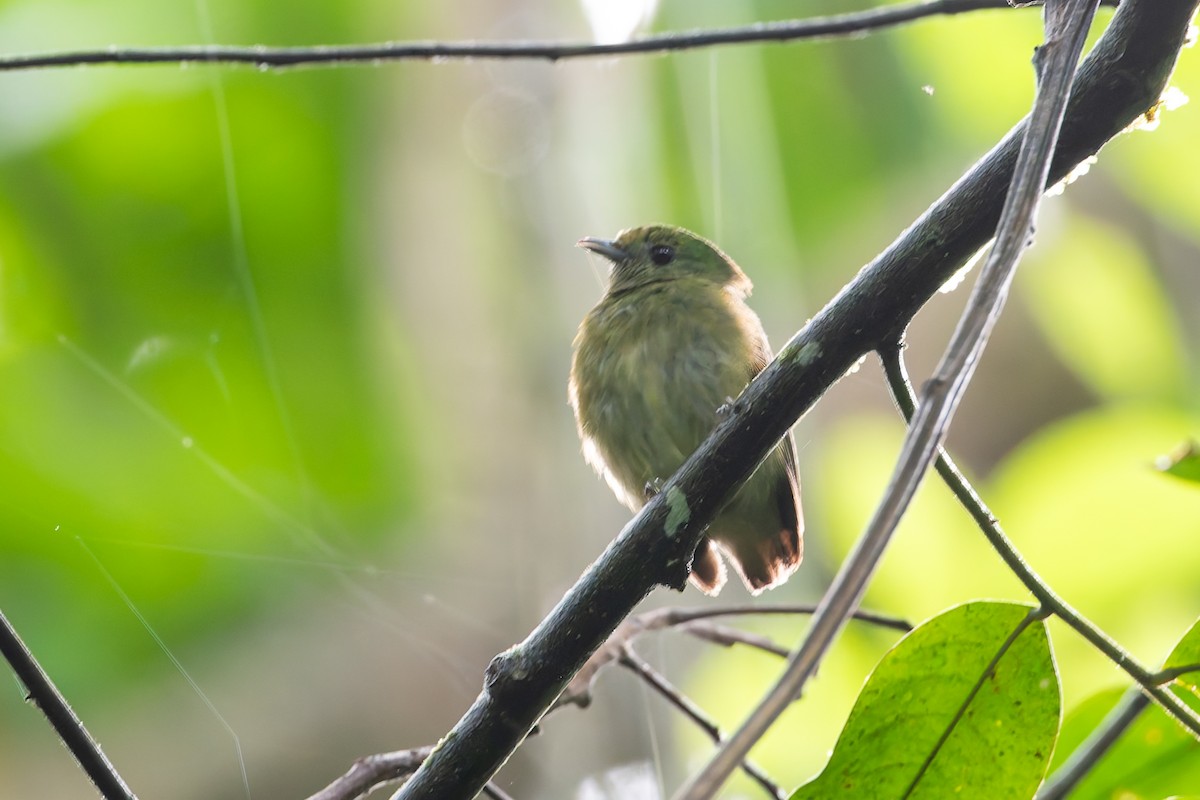 Velvety Manakin - ML622247537