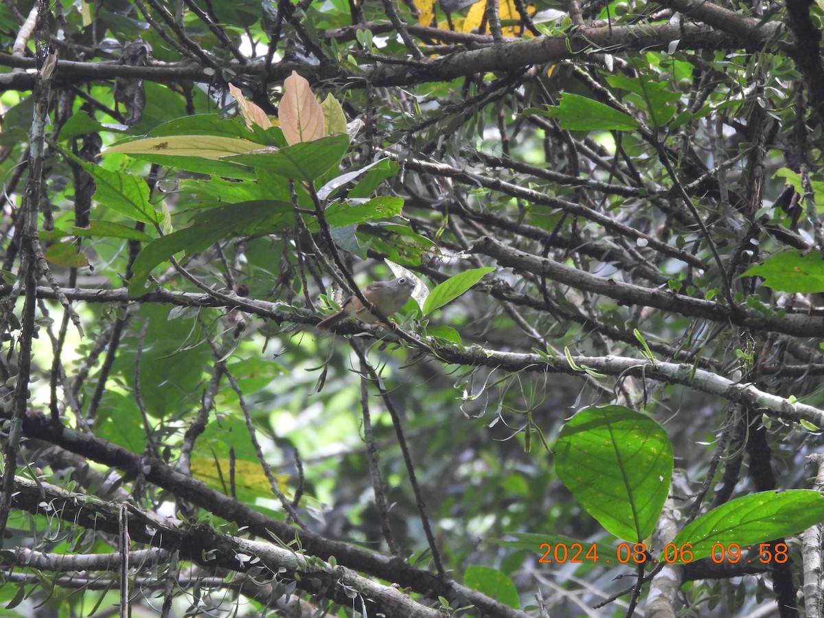 Morrison's Fulvetta - 鳳妤 陳