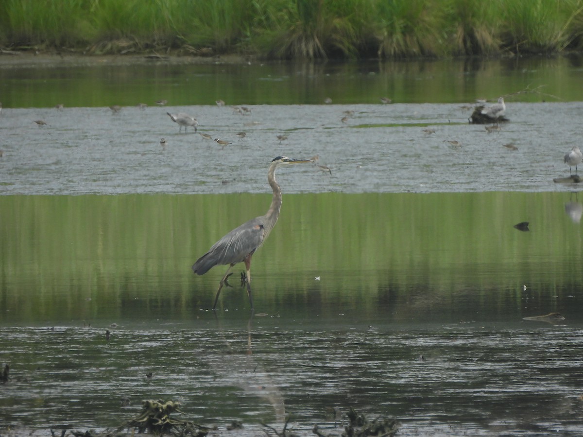 Great Blue Heron - ML622247758