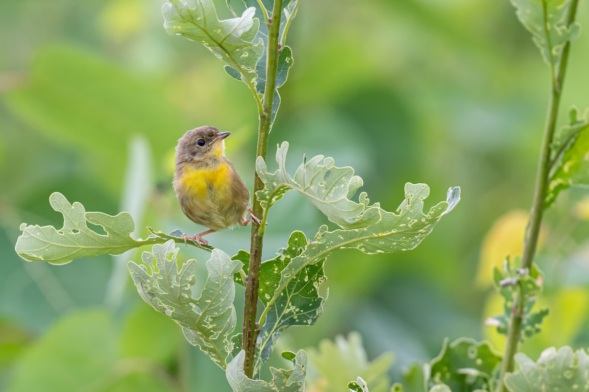 Common Yellowthroat - ML622247872