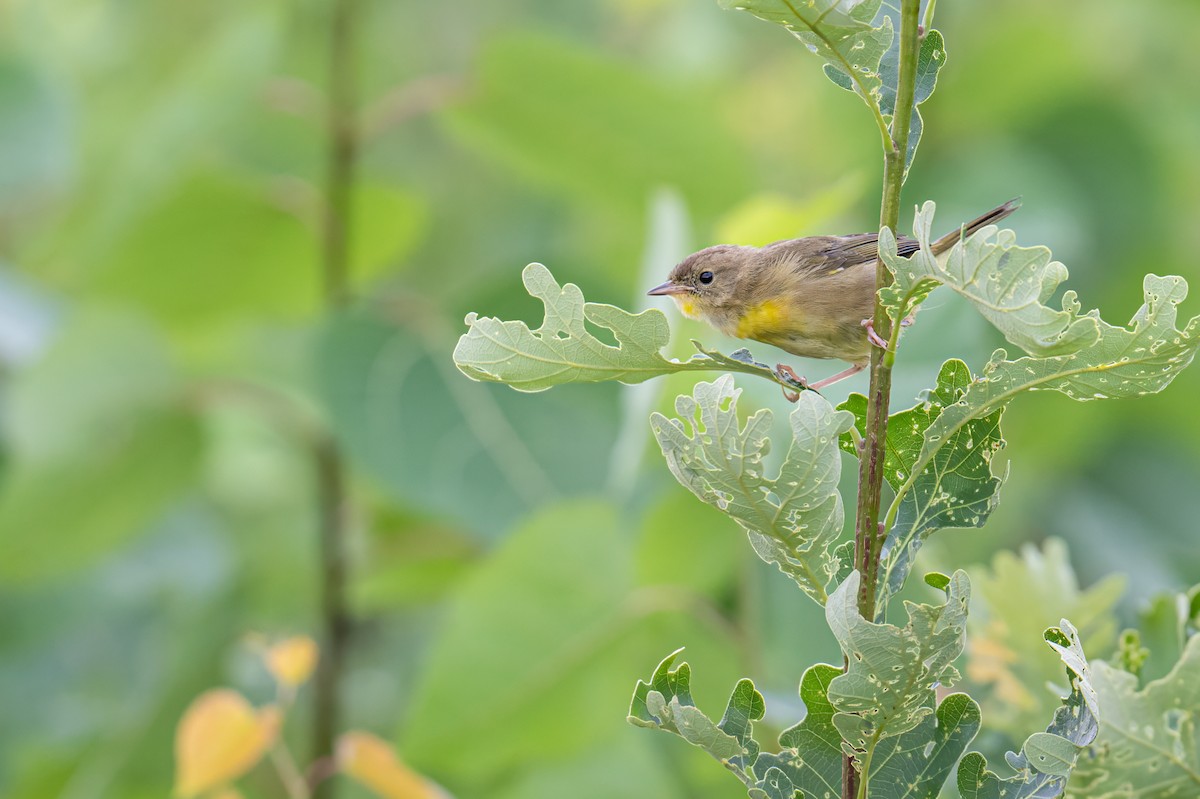 Common Yellowthroat - ML622247873