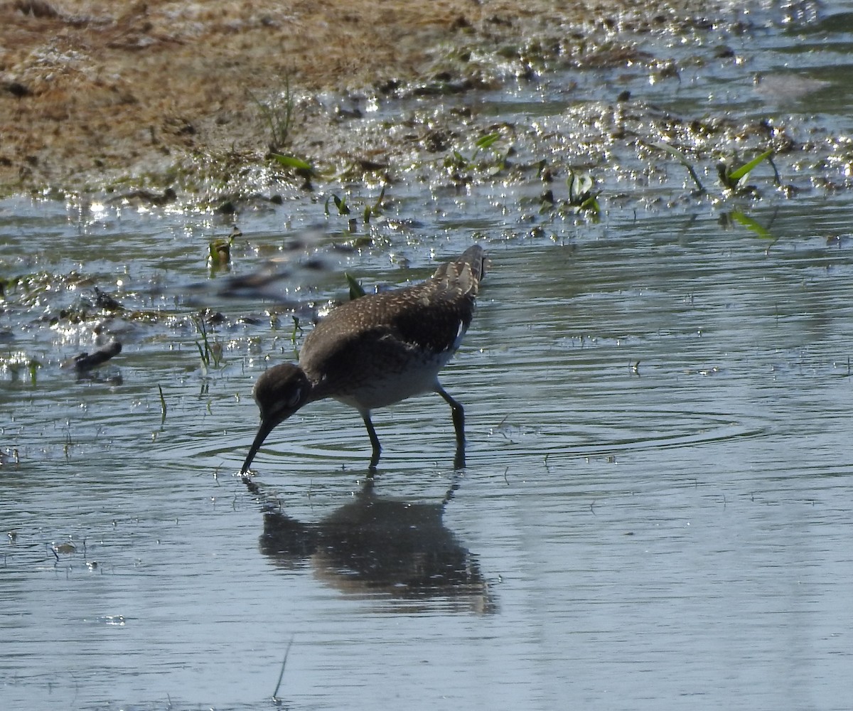 Einsiedelwasserläufer - ML622247905