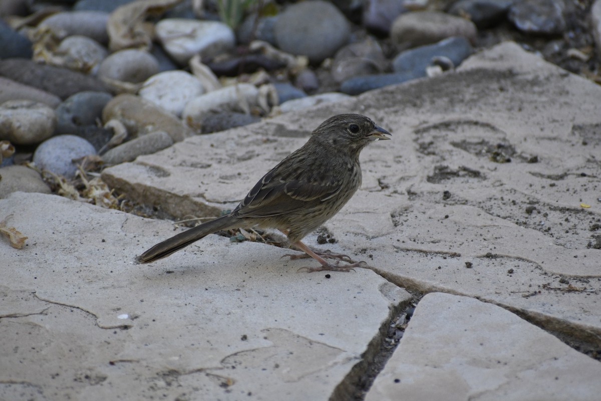 Rufous-crowned Sparrow - ML622247929