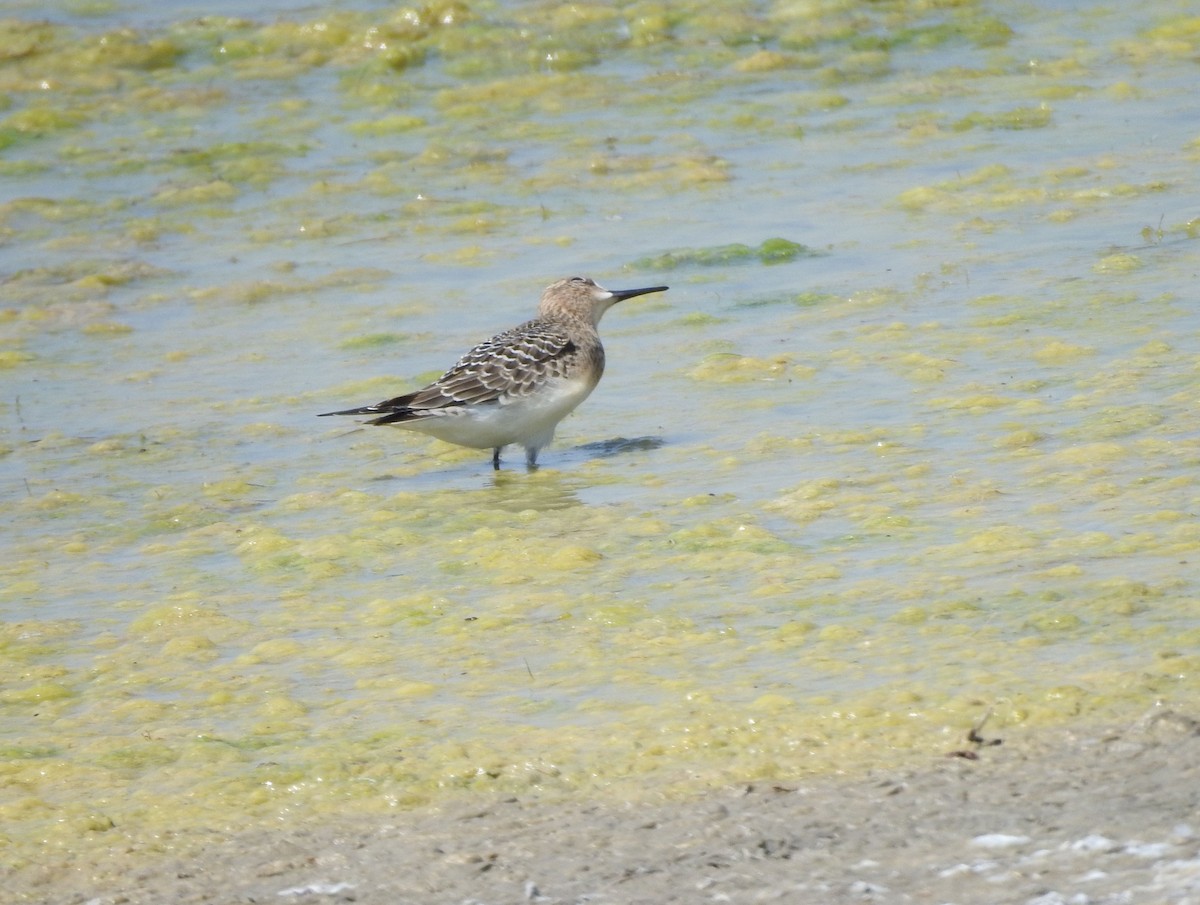 Baird's Sandpiper - Shane Sater