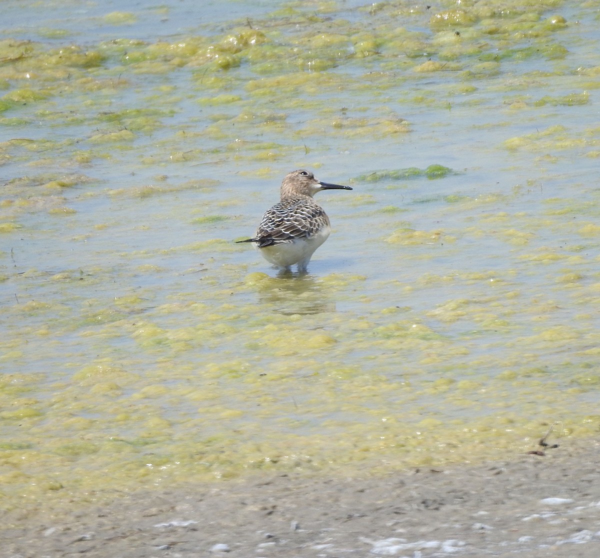 Baird's Sandpiper - ML622247948