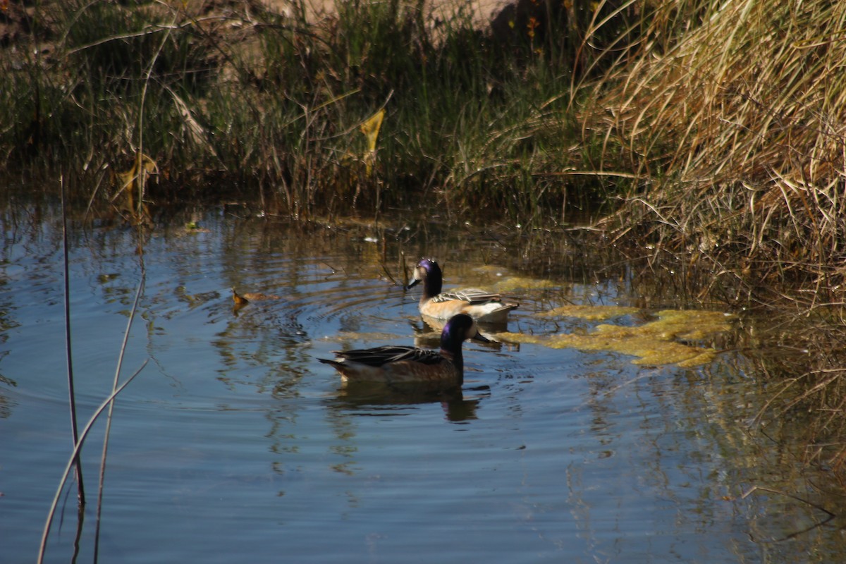 Chiloe Wigeon - ML622247974