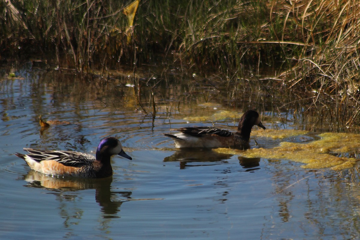 Chiloe Wigeon - ML622247975