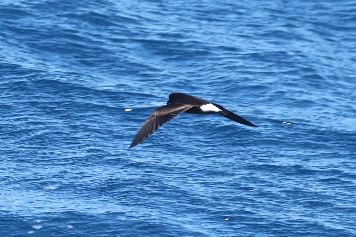 Wedge-rumped Storm-Petrel - ML622248001