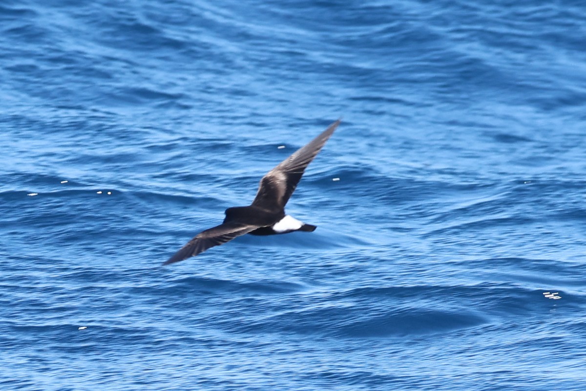 Wedge-rumped Storm-Petrel - Ian Thompson