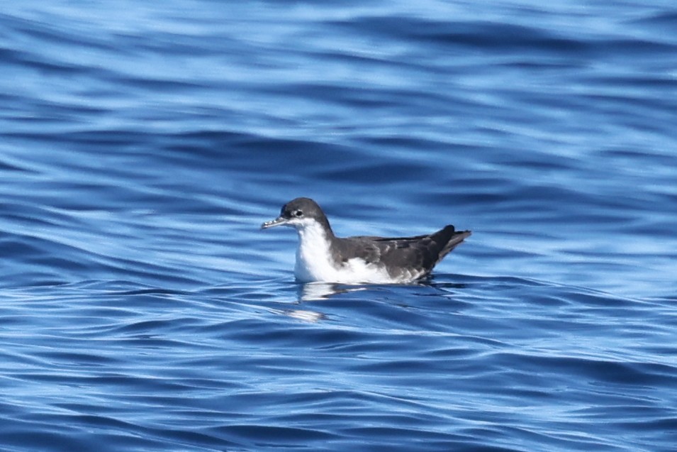 Galapagos Shearwater - ML622248015