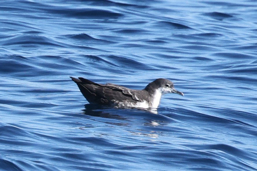 Galapagos Shearwater - ML622248016