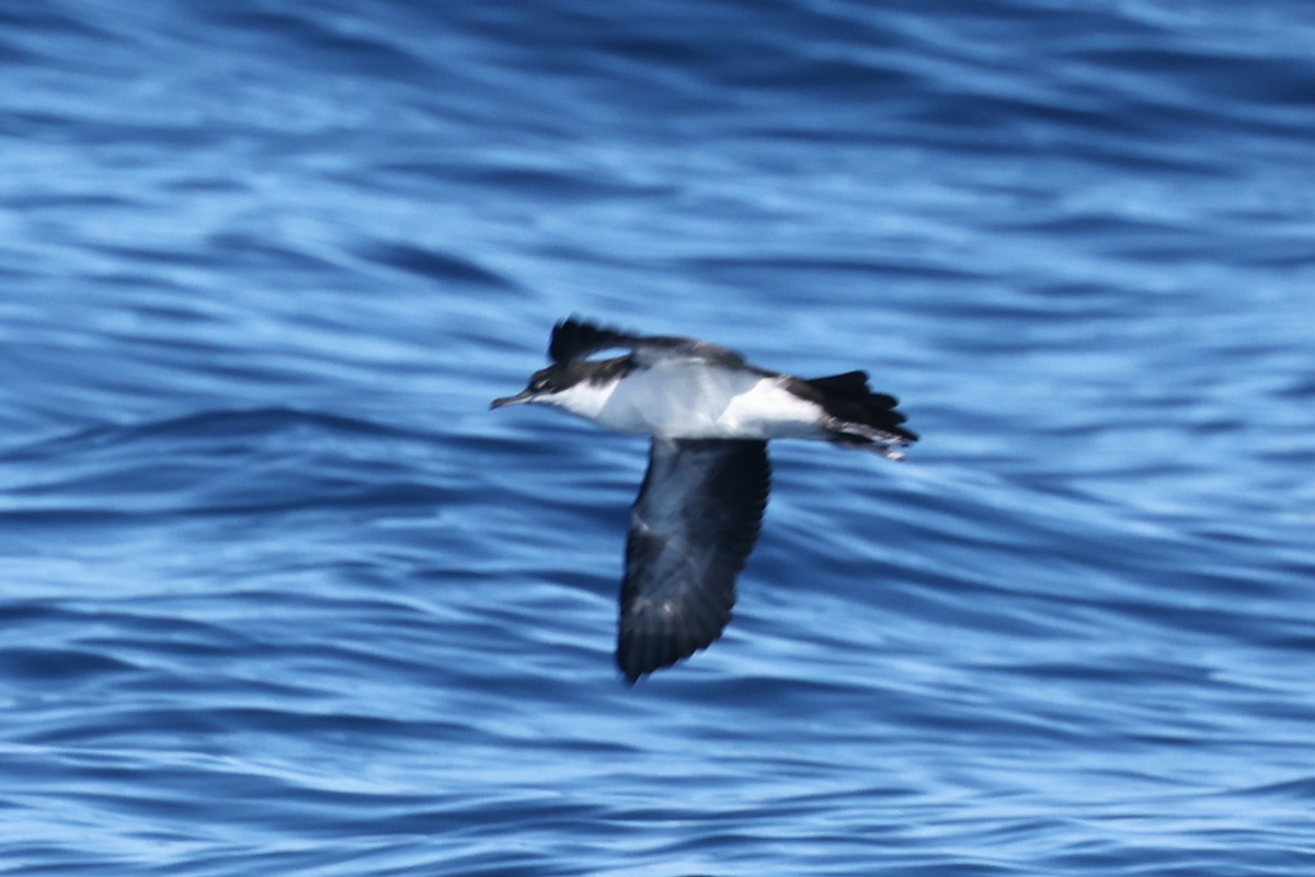 Galapagos Shearwater - ML622248017