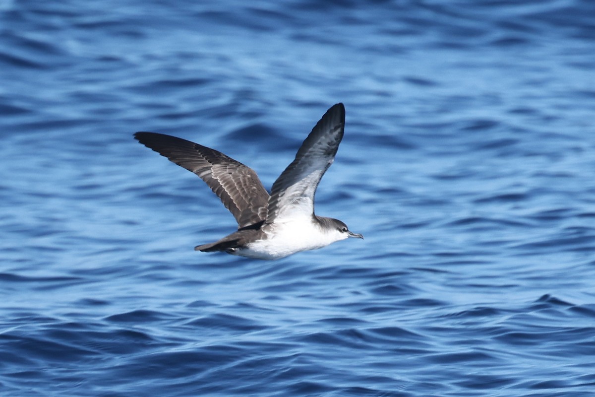 Galapagos Shearwater - ML622248018