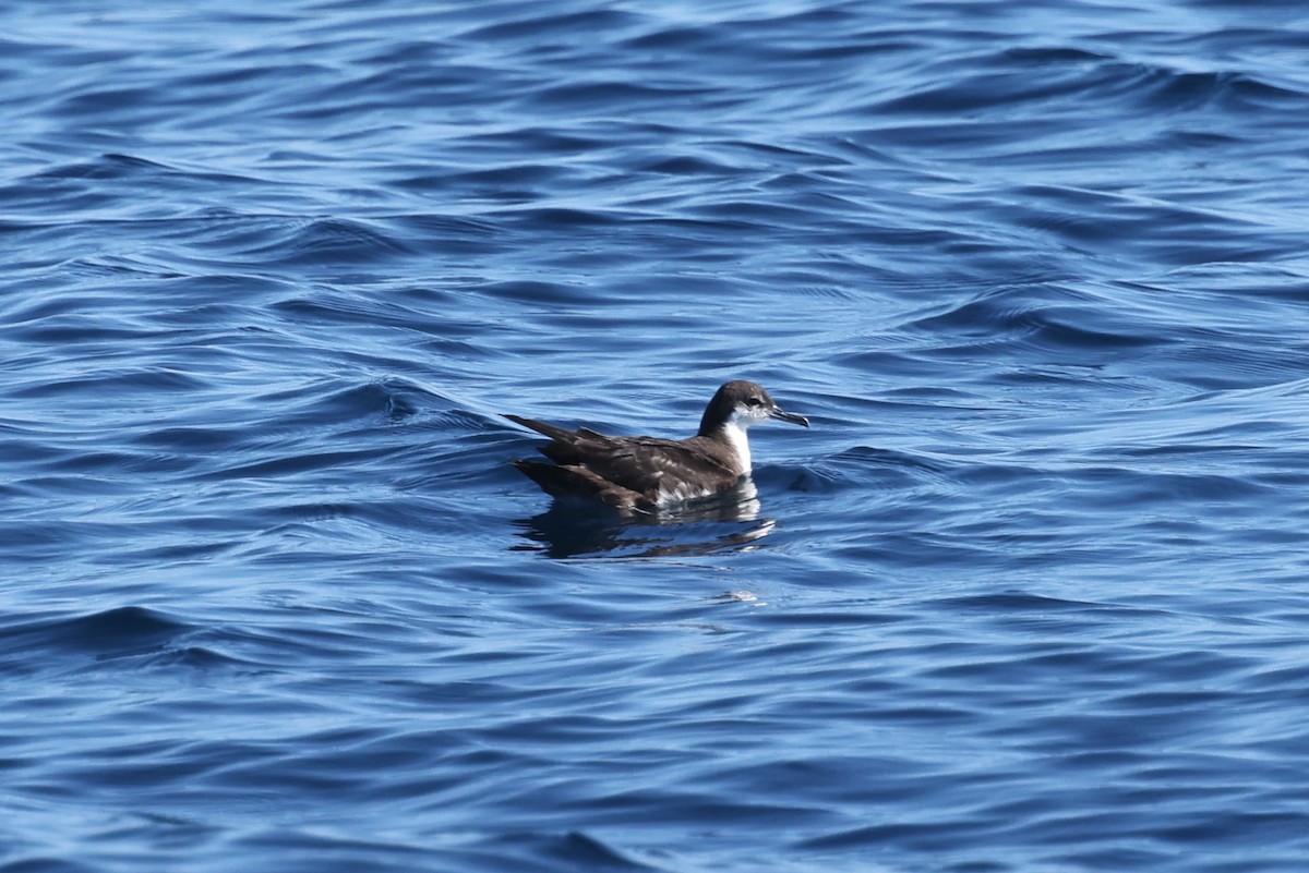 Galapagos Shearwater - ML622248019