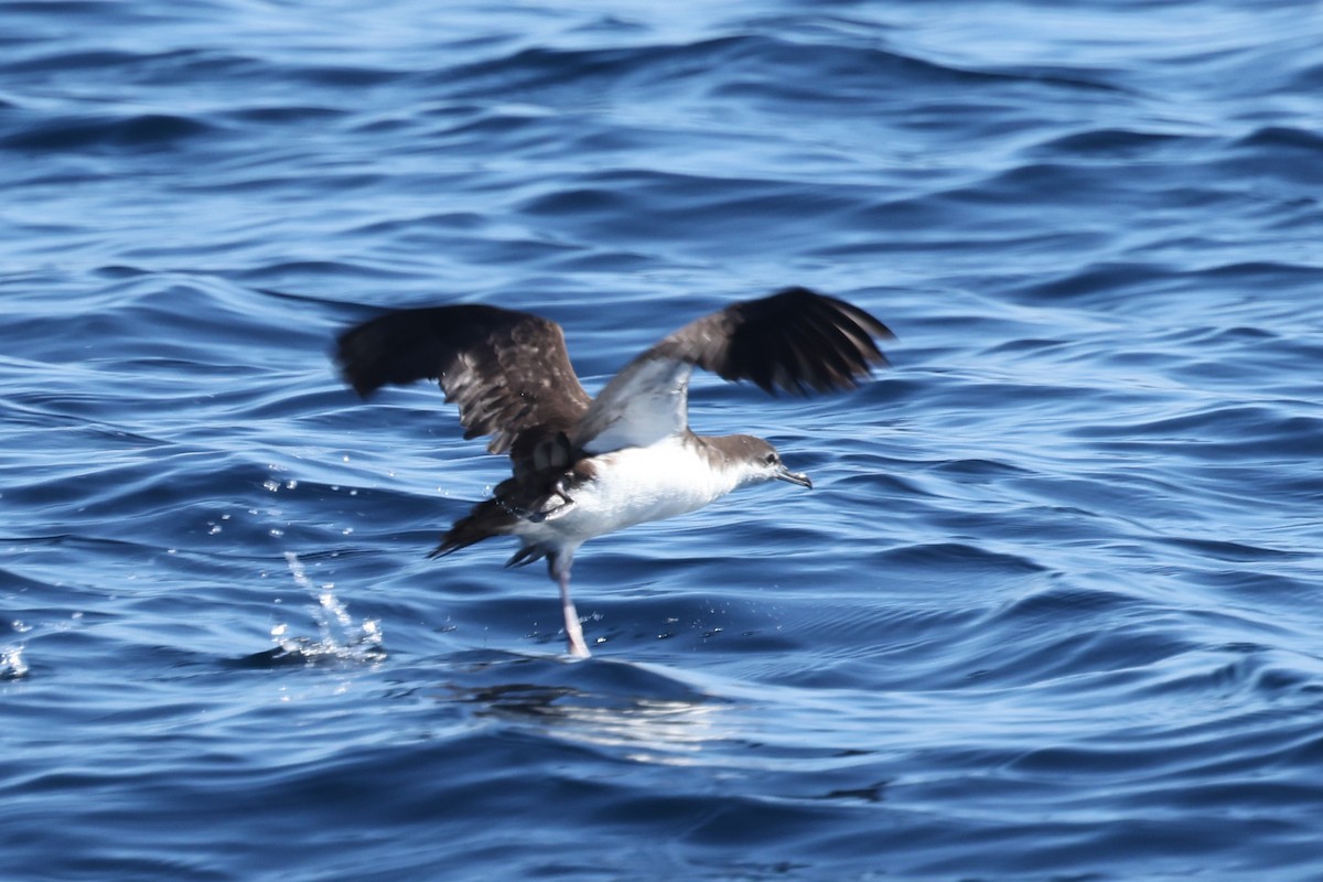 Galapagos Shearwater - ML622248020