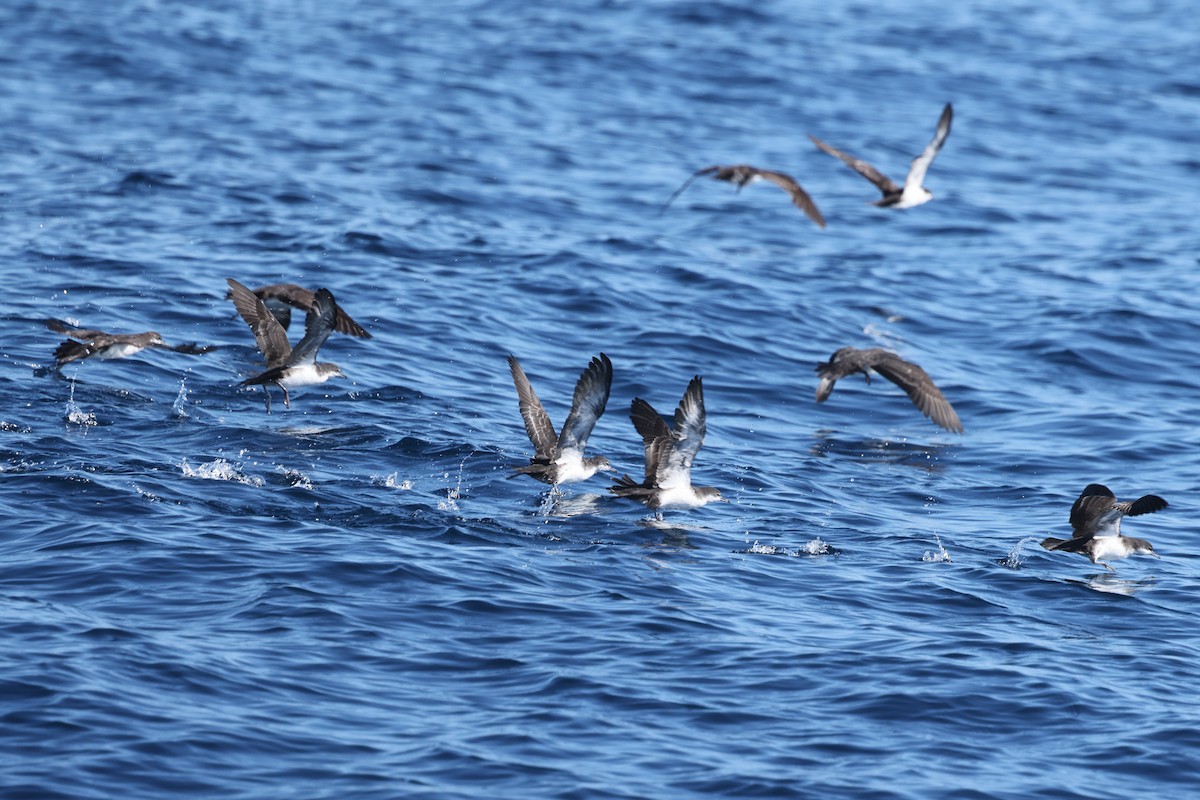 Galapagos Shearwater - ML622248023