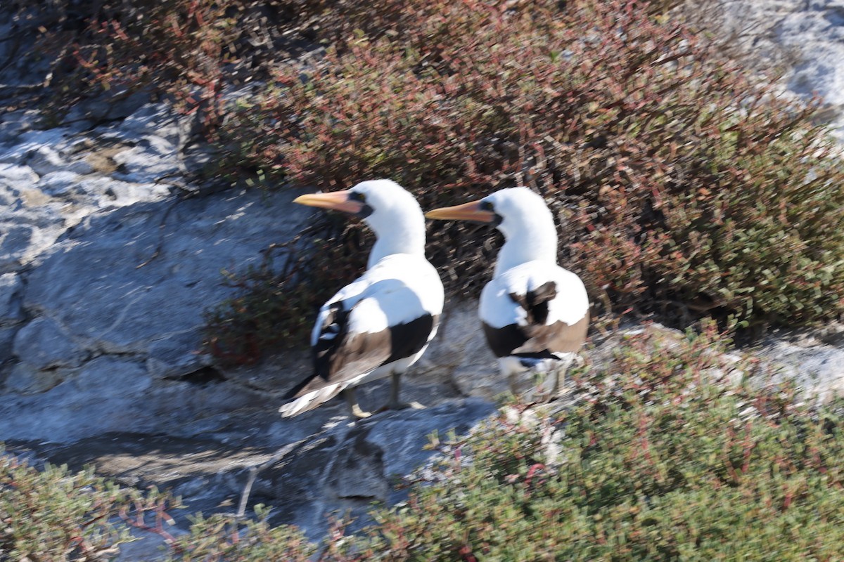 Nazca Booby - ML622248040