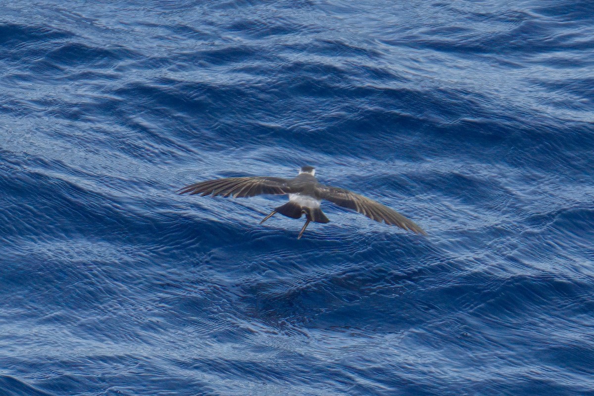 White-faced Storm-Petrel - ML622248053