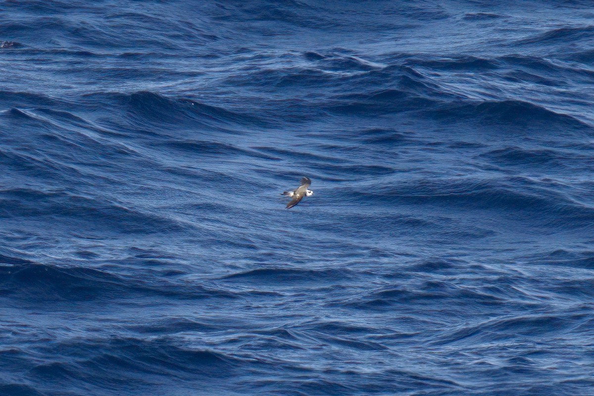 White-faced Storm-Petrel - ML622248055